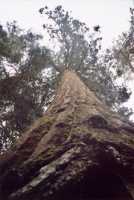 Voir l'image AYO50ok117-13b.jpg : 